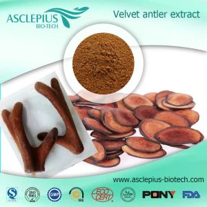 Poudre d'extrait de velours de bois de cerf, fournisseur en gros