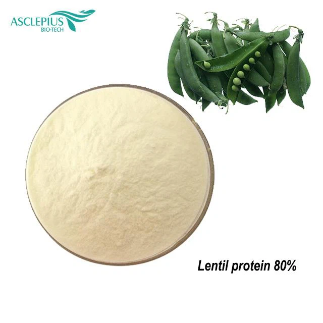 Pactory fournit des protéines de lentilles en vrac